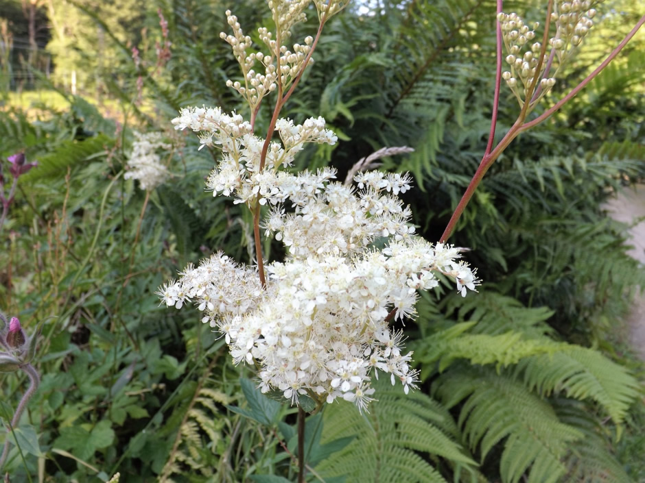 Meadowsweet