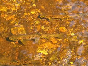 Brown Trout