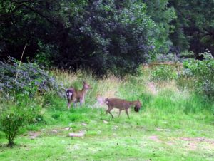 Deer Pair2