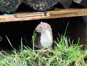 Weasel