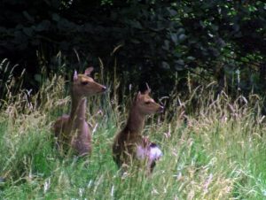 Roe Deer pair