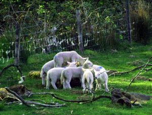 Spring Lambs