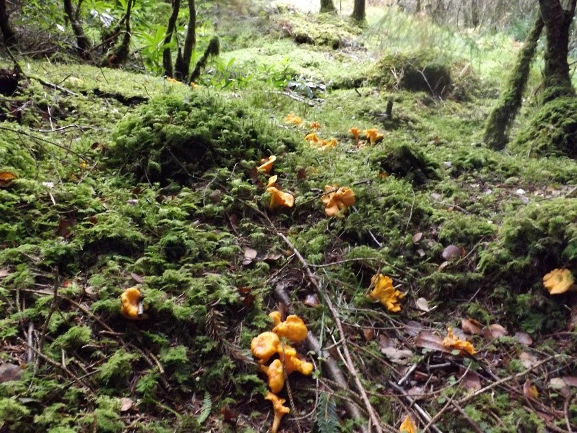 Torrisdale Wondrous Wildlife