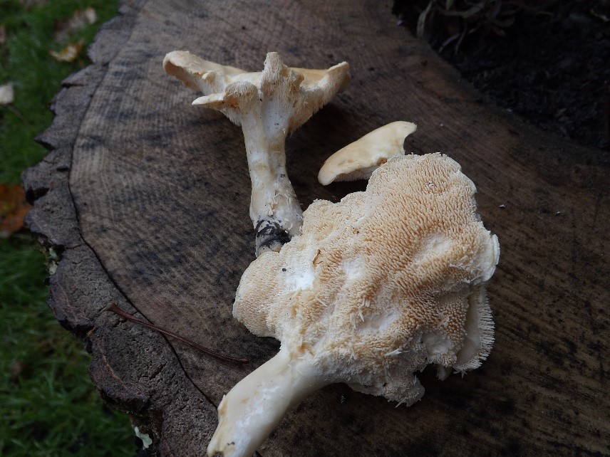 Hedgehog mushrooms