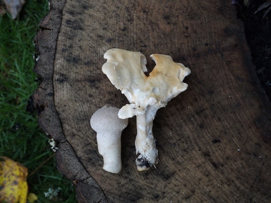 Puffball and Hedgehog mushrooms